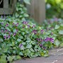 Image result for Low Ground Cover Shade Plants