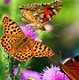 Image result for Yellow Flowers with Butterflies