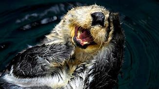 Image result for Sea Otter Armpit Pocket Pictures