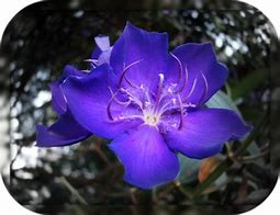 Image result for Brazil Flowers