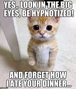 Image result for Cat with Big Eyes Meme