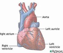Image result for Normal Anatomy of Heart