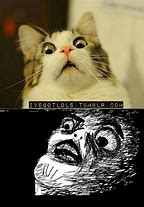 Image result for Funny Scared Cat Meme