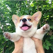 Image result for Happy Corgi Puppy
