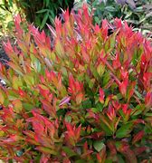 Image result for Leucothoe axillaris Litlle Flames