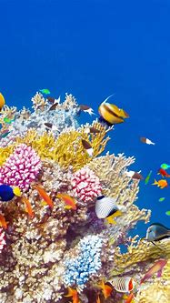 Image result for Tropical Coral iPhone Wallpaper