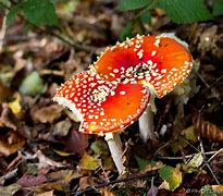Image result for agaric�ceo