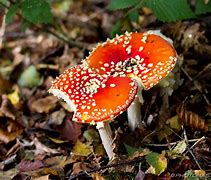 Image result for agaric�cso