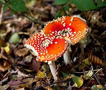 Image result for agaric�veo