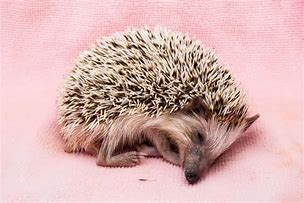 Image result for Cute Hedgehog Sleeping