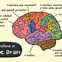 Image result for Memory Center of Brain