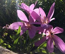 Image result for Colchicum Lilac Wonder