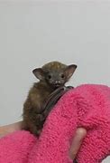 Image result for Fruit Bat Species