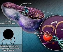 Image result for Bacteria Parasitos