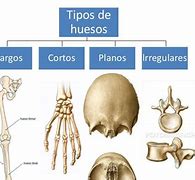 Image result for Los Tipos De Huesos