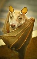 Image result for Golden White Bat