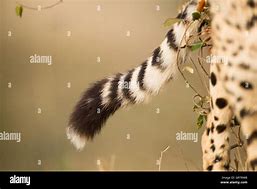 Image result for Cheetah Tail