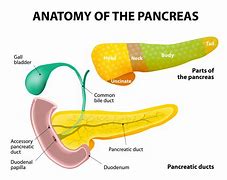 Image result for Pancreas System