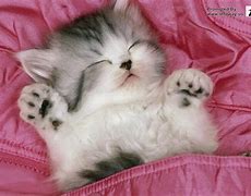 Image result for Drippy Cat Wallpaper