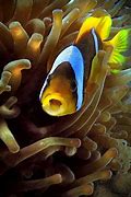 Image result for iPhone 6s Fish Wallpaper