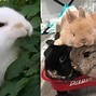 Image result for Rabbit Eating Meme