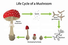 Image result for Umbilicated Mushroom Spores