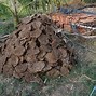 Image result for Cow Dung Uses