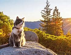 Image result for My Cat Adventure Walking