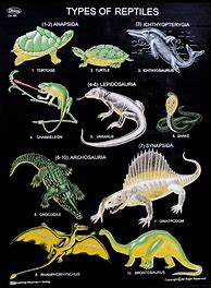 Image result for List of Types of Lizards