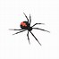 Image result for Picture of Realistic Spider On Top