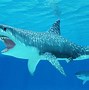Image result for Biggest Shark in the World Alive