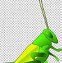 Image result for Cricket Insect Illustration