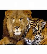 Image result for Lion Tiger Canvas Painting