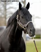 Image result for Black Thoroughbred Horse Racing