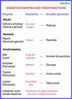 Image result for Digestive Enzymes and Their Functions