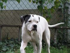 Image result for All American Bulldog