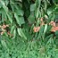 Image result for Viburnum betulifolium