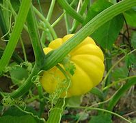 Image result for Patty Pan Squash