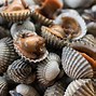 Image result for Ocean Mollusks