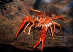 Image result for Crayfish