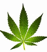 Image result for marijuana leaf