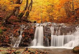 Image result for Computer Backgrounds Woods