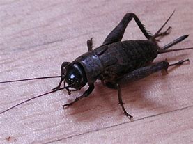 Image result for Bugs That Look Like Crickets