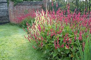 Image result for Persicaria amplexicaulis JS® Betty Brandt