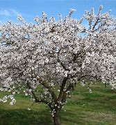 Image result for almendreeo