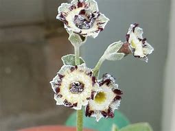 Bildergebnis für Primula auricula Merlin