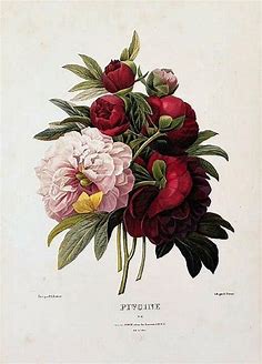 CONSIDER:THIS: Inspiration | Botanische abbildungen, Vintage botanische drucke, Botanische zeichnung