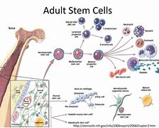 Image result for Adult Stem Cells