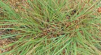 Image result for Eragrostis curvula