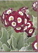 Image result for Primula auricula Trudy